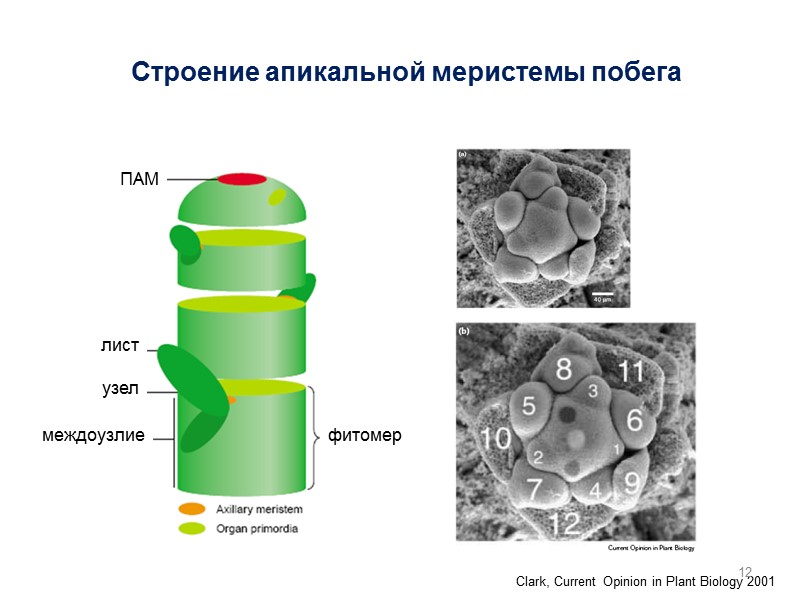 ПАМ лист узел междоузлие фитомер Clark, Current Opinion in Plant Biology 2001 Строение апикальной